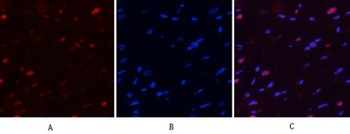 NFκB-p65 (phospho Ser529) rabbit pAb Antibody
