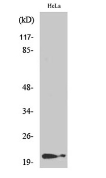 p21 (phospho Thr145) rabbit pAb Antibody