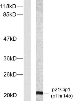 p21 (phospho Thr145) rabbit pAb Antibody