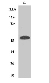 p53 (phospho Ser46) rabbit pAb Antibody