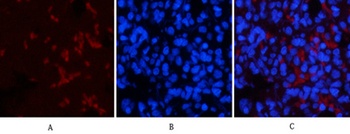 p53 (phospho Thr18) rabbit pAb Antibody