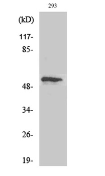 p53 (phospho Thr18) rabbit pAb Antibody