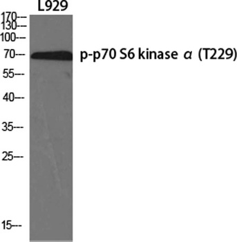 p70 S6 kinase α (phospho Thr229) rabbit pAb Antibody