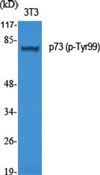 p73 (phospho Tyr99) rabbit pAb Antibody