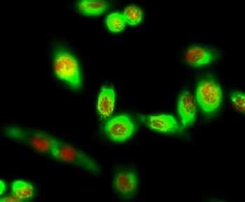 Rb (phospho Ser780) rabbit pAb Antibody