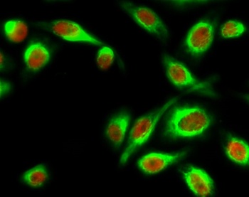 Stat1 (phospho Tyr701) rabbit pAb Antibody