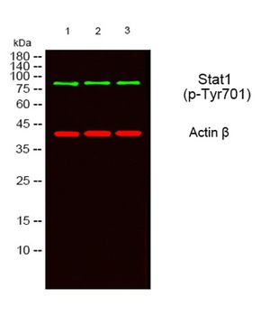 Stat1 (phospho Tyr701) rabbit pAb Antibody