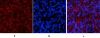 Stat1 (phospho Tyr701) rabbit pAb Antibody