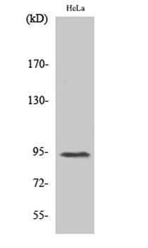 Stat6 (phospho Thr645) rabbit pAb Antibody