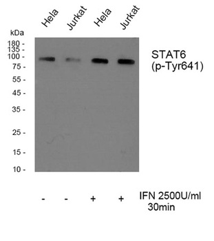 Stat6 (phospho Tyr641) rabbit pAb Antibody
