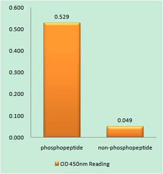 Stat6 (phospho Tyr641) rabbit pAb Antibody