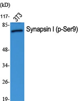 Synapsin I (phospho Ser9) rabbit pAb Antibody