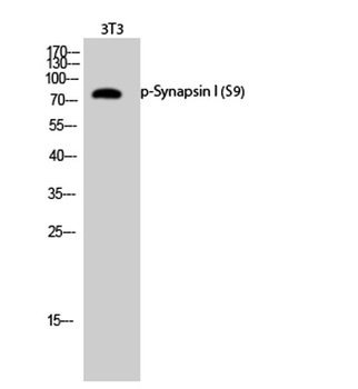 Synapsin I (phospho Ser9) rabbit pAb Antibody