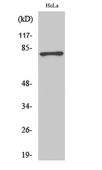 Tau (phospho Ser404) rabbit pAb Antibody
