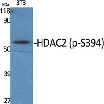 HDAC2 (phospho Ser394) rabbit pAb Antibody