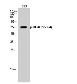 HDAC2 (phospho Ser394) rabbit pAb Antibody