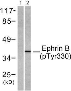 Ephrin-B1/2 (phospho Tyr330) rabbit pAb Antibody