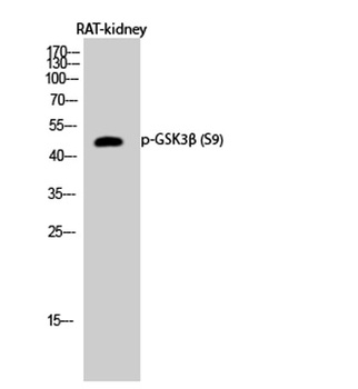 GSK3β (phospho Ser9) rabbit pAb Antibody