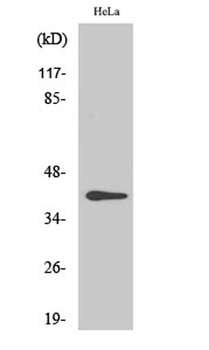 CKR-5 (phospho Ser349) rabbit pAb Antibody