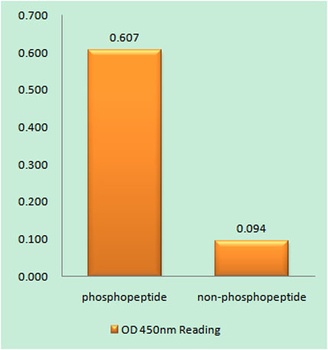 CKR-5 (phospho Ser349) rabbit pAb Antibody