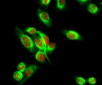 Smad3 (phospho Ser204) rabbit pAb Antibody