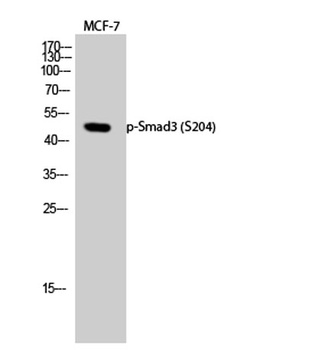 Smad3 (phospho Ser204) rabbit pAb Antibody