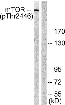 mTOR (phospho Thr2446) rabbit pAb Antibody