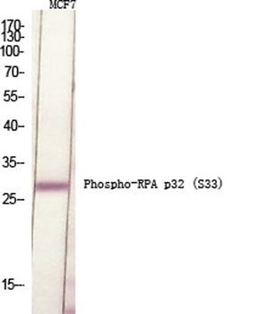 RPA p32 (phospho Ser33) rabbit pAb Antibody