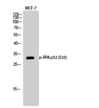 RPA p32 (phospho Ser33) rabbit pAb Antibody