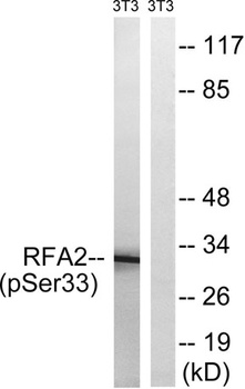 RPA p32 (phospho Ser33) rabbit pAb Antibody