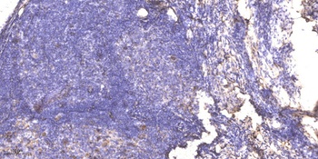 RPA p32 (phospho Ser33) rabbit pAb Antibody