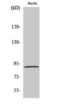 MSK1 (phospho Ser376) rabbit pAb Antibody