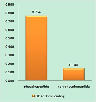 GABAA Rβ1 (phospho Ser434) rabbit pAb Antibody