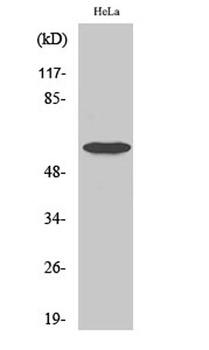 Smad1 (phospho Ser465) rabbit pAb Antibody