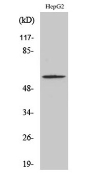 Smad2 (phospho Ser467) rabbit pAb Antibody
