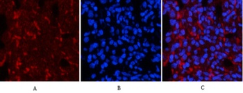 Smad3 (phospho Ser425) rabbit pAb Antibody