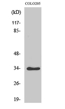 Cdk2/Cdc2 (phospho Thr160) rabbit pAb Antibody