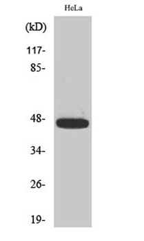 Caspase-9 (phospho Thr125) rabbit pAb Antibody
