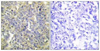 Caspase-9 (phospho Thr125) rabbit pAb Antibody
