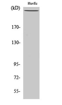 Filamin 1 (phospho Ser2152) rabbit pAb Antibody
