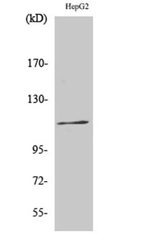 Ksr-1 (phospho Ser392) rabbit pAb Antibody