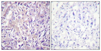 PLC β3 (phospho Ser1105) rabbit pAb Antibody