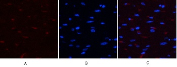 YAP (phospho Ser127) rabbit pAb Antibody