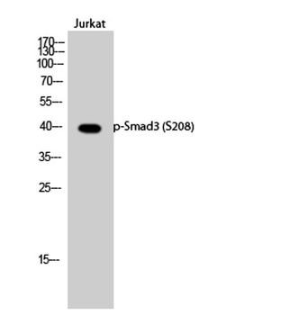 Smad3 (phospho Ser208) rabbit pAb Antibody