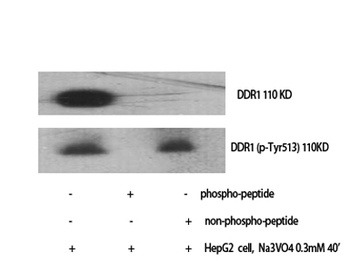 DDR1 (phospho Tyr513) rabbit pAb Antibody