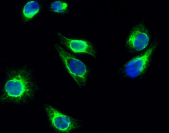 Cortactin (phospho Tyr466) rabbit pAb Antibody