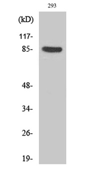 Cortactin (phospho Tyr466) rabbit pAb Antibody