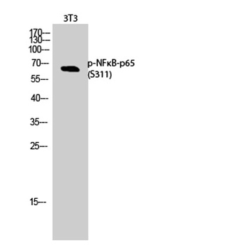 NFκB-p65 (phospho Ser311) rabbit pAb Antibody