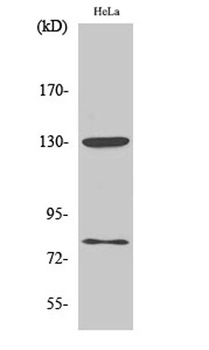 Adducin α/β (phospho Ser726/713) rabbit pAb Antibody