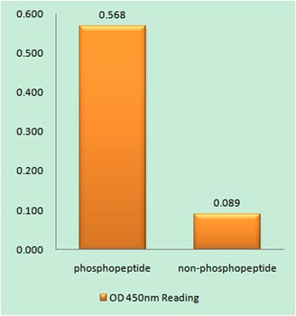 Adducin α/β (phospho Ser726/713) rabbit pAb Antibody